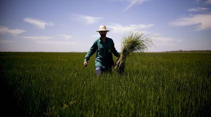 Un agricultor trabaja en un campo de arroz de la marisma del bajo Guadalquivir, Sevilla. 
