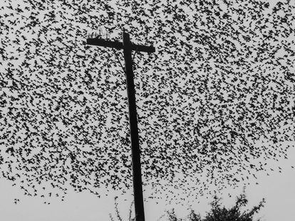 'Pájaros en el poste', fotografía tomada en la carretera a Guanajuato, México, en 1990.