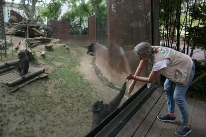 María Teresa Abelló, conservadora de primates del Zoo de Barcelona, saluda a un ejemplar en el recinto de los gorilas este lunes.