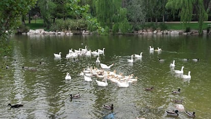 Ocas y patos en el parque El Soto de Móstoles.