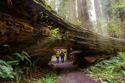Visitantes en el parque nacional Redwood, en California (EE UU).