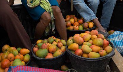 Recolección de mangos en Chiquimula (Guatemala).