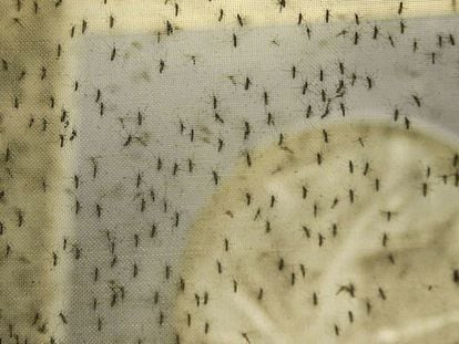 El mosquito Aedes aegypti, que transmite el zika Rafael Neddermeyer