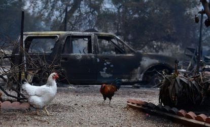 Dos pollos rondan entre los autos y casas quemadas tras el incendio en Ojai, California, cerca de la autopista 33. Cientos de miles de personas evacuaron esta y otras zonas del sur del Estado a causa de los fuegos salvajes. 