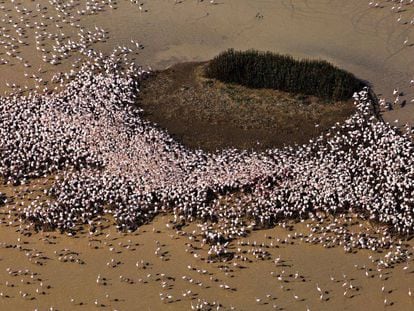 Colonia de reproducci&oacute;n de flamencos en Do&ntilde;ana.