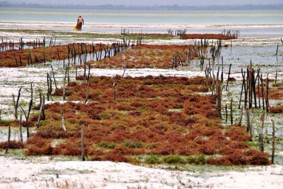 Las agricultoras en las granjas atan las algas marinas mediante cuerdas de nailon que son, a su vez, estiradas entre dos clavijas de madera. Dependiendo de la agricultora, generalmente pueden tener de entre 10 a 100 pequeños huertos.