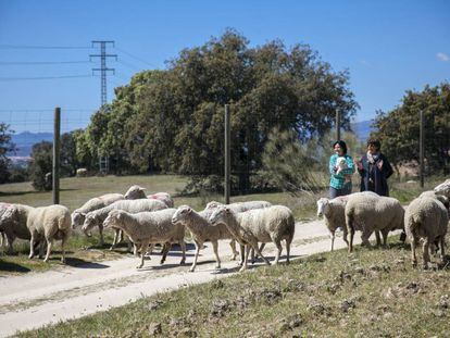 Ovejas pasando por la finca Romanillos.