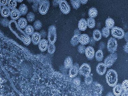 Virus H7N9 de gripe aviar saliendo de una c&eacute;lula. 