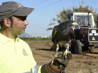 Un técnico de la empresa Lokímica con el águila Alhambra en un campo de Burjassot (Valencia).