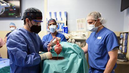 Los cirujanos trasplantan el corazón de un cerdo a David Bennett.