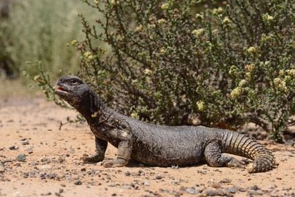 Lagarto de la familia Agamidae ('Uromaxtyx aegyptia leptieni').