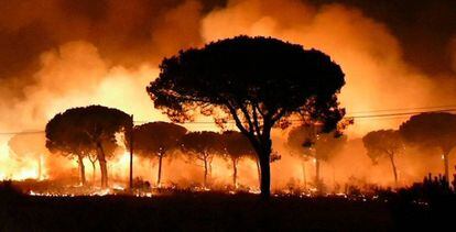 Incendio declarado en junio en el paraje La Peñuela de Moguer (Huelva) que entró en el Espacio Natural de Doñana.
