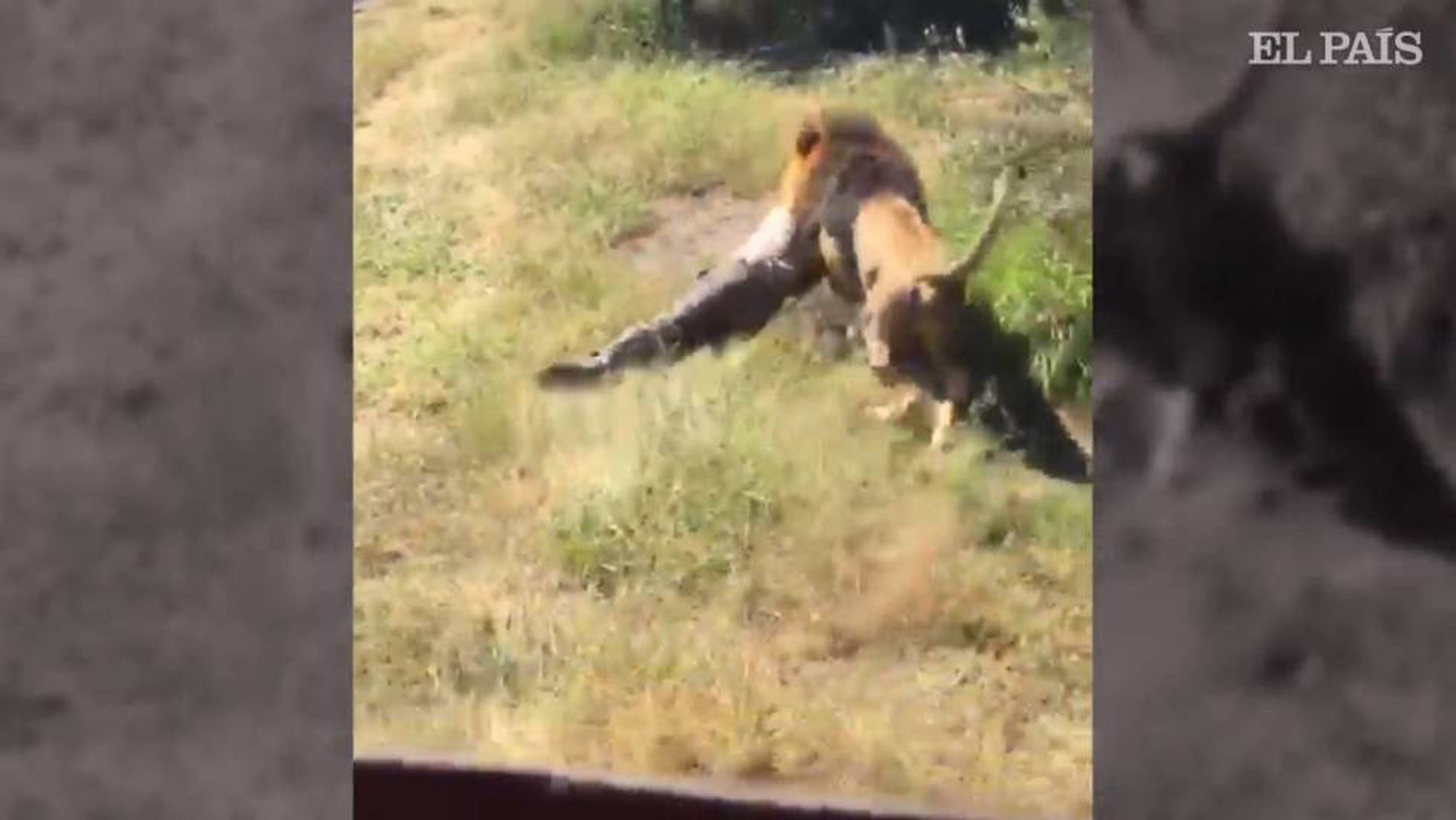 El dueño de un safari en Sudáfrica, malherido tras el ataque de un león al  que crió desde que era un cachorro | Mundo animal | EL PAÍS