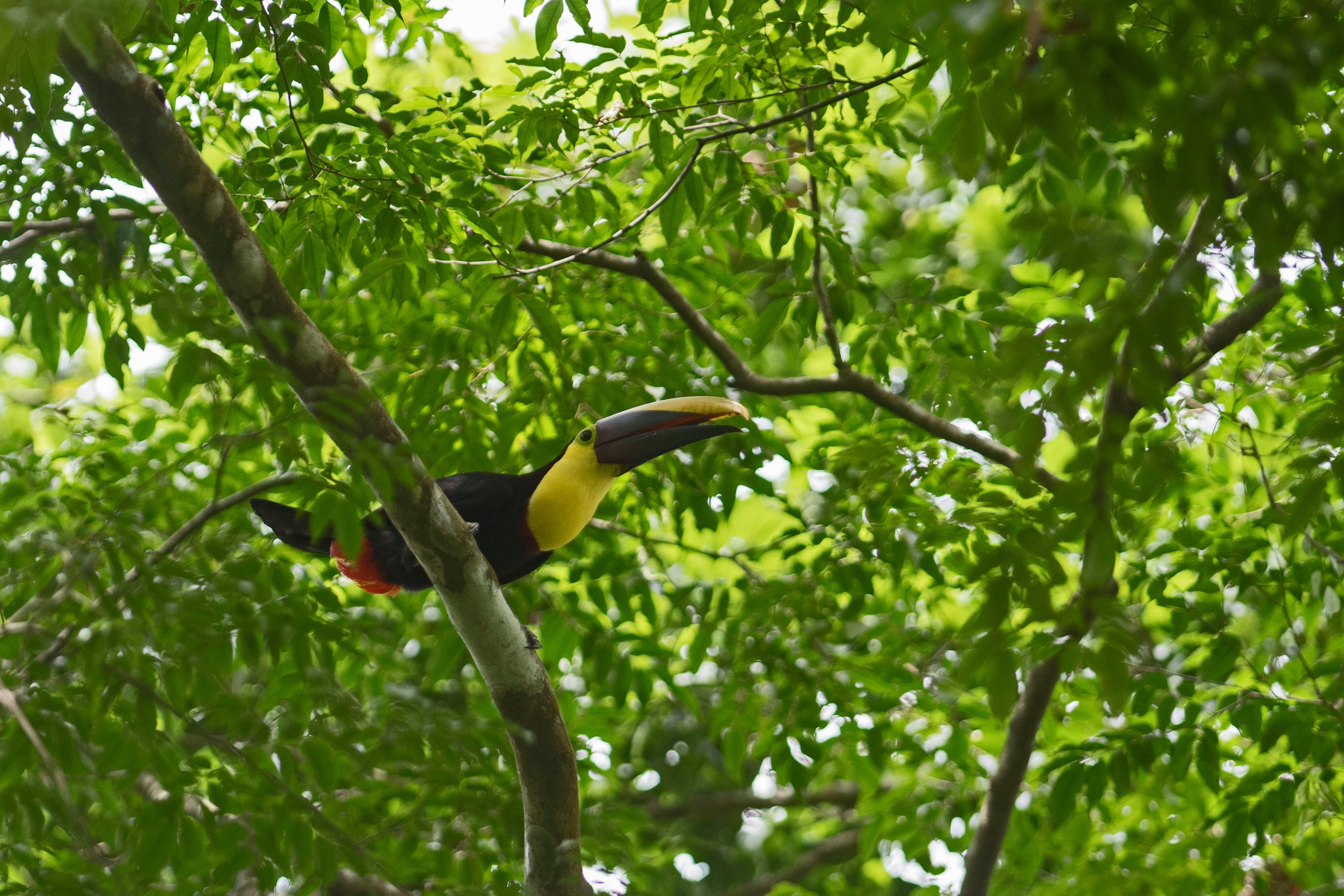 Un tucán de pecho amarillo en la selva del Darién, en Panamá.