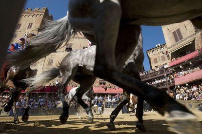 En la carrera de Il Palio los caballos montados a pelo corren alrededor de la Piazza del Campo de Siena (Italia).