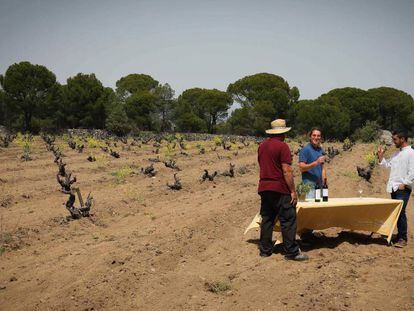 Uno de los viñedos de la bodega Las Moradas, en San Martín de Valdeiglesias, que ofrece visitas y actividades durante toda la semana.