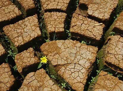 El nuevo acuerdo del clima se negociará en diciembre en Copenhague.