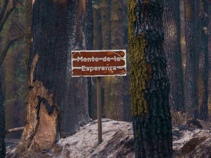 El bosque de Las Raíces, en el municipio de El Rosario (Tenerife) quemado por un incendio forestal