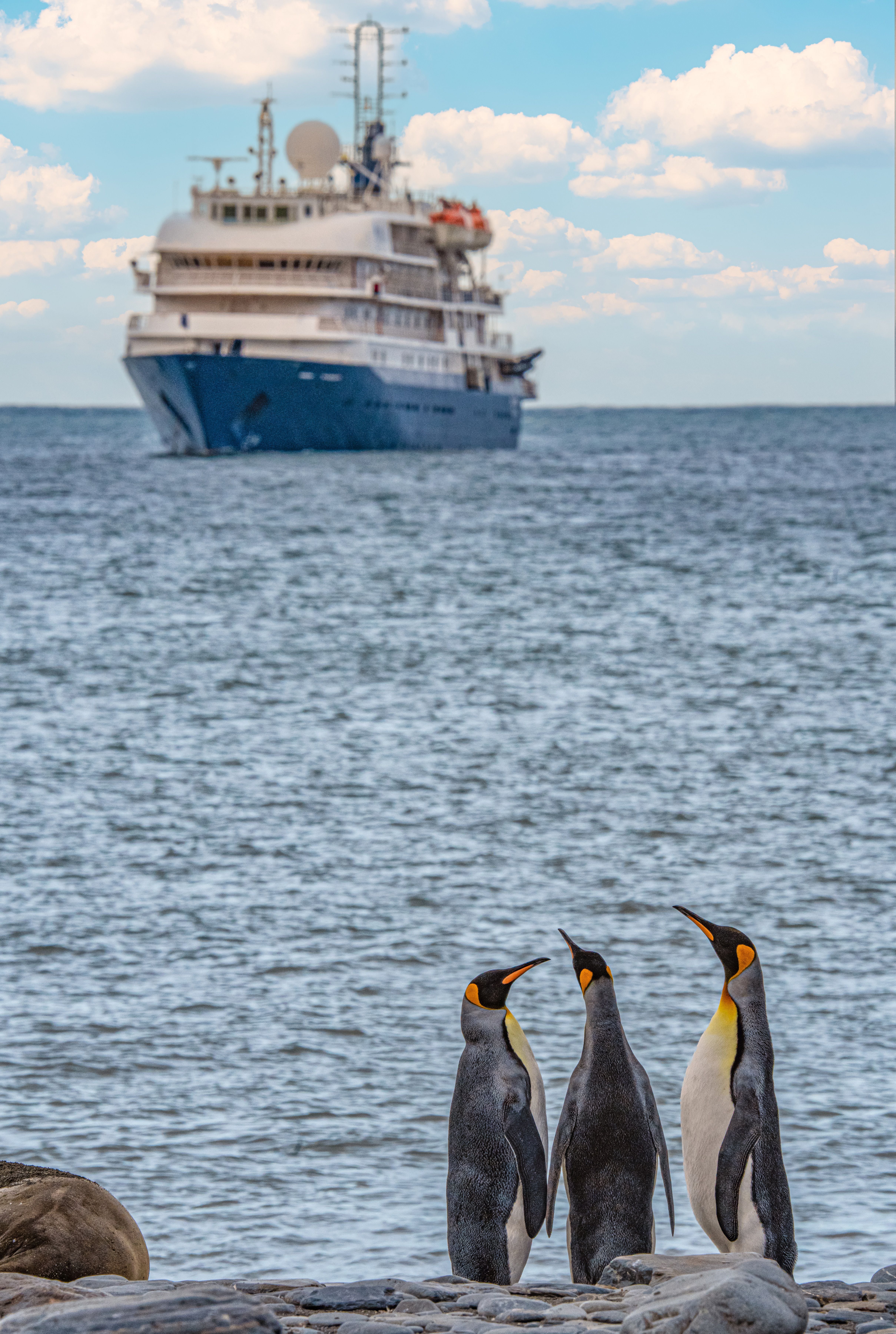 a group of king penguins (APTENODYTES PATAGONICUS) standing on the beach in South Georgia with an Antarctic expedition ship in the background