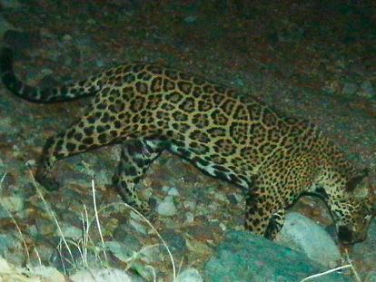 In this photo provided by the University of Arizona and U.S. Fish and Wildlife Service shows a male jaguar photographed by motion-detection wildlife cameras in the Santa Rita Mountains in Arizona on April 30, 2015 as part of a Citizen Science jaguar monitoring project conducted by the University of Arizona, in coordination with U.S. Fish and Wildlife Service. According to Borderlands Linkages, a binational collaboration of eight conservation groups, this cat is known as “El Jefe,” or “The Boss,“ is one of the oldest jaguars on record along the border and one of few known to have crossed the border. (University of Arizona and U.S. Fish and Wildlife Service via AP)