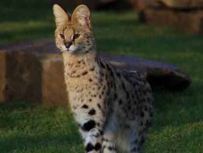 El serval que falleció en Sitges tras desaparecer de casa de sus propietarios.