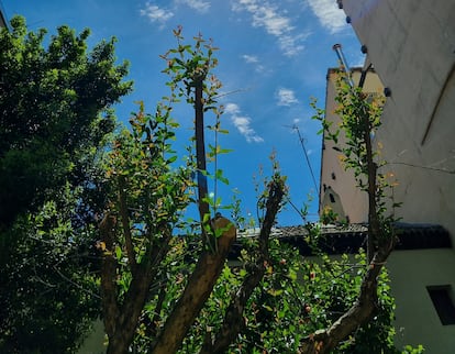 Una poda drástica daña irreversiblemente el porte de un árbol adulto.