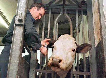 Un trabajador del matadero de Caledonia en Stirling (Reino Unido).