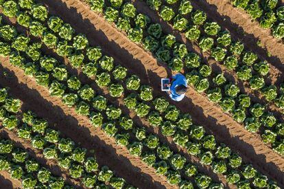 El equipo de OdinS gestiona de manera remota más de 100 cultivos por toda España.