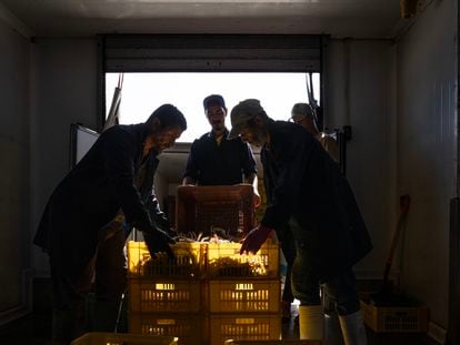 Trabajadores de una fábrica en la zona de Gabes (Túnez) reciben cajas de cangrejo azul para procesar.