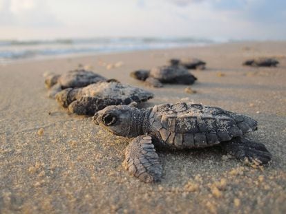 Las crías de las tortugas tienden a comer más plástico que las adultas.