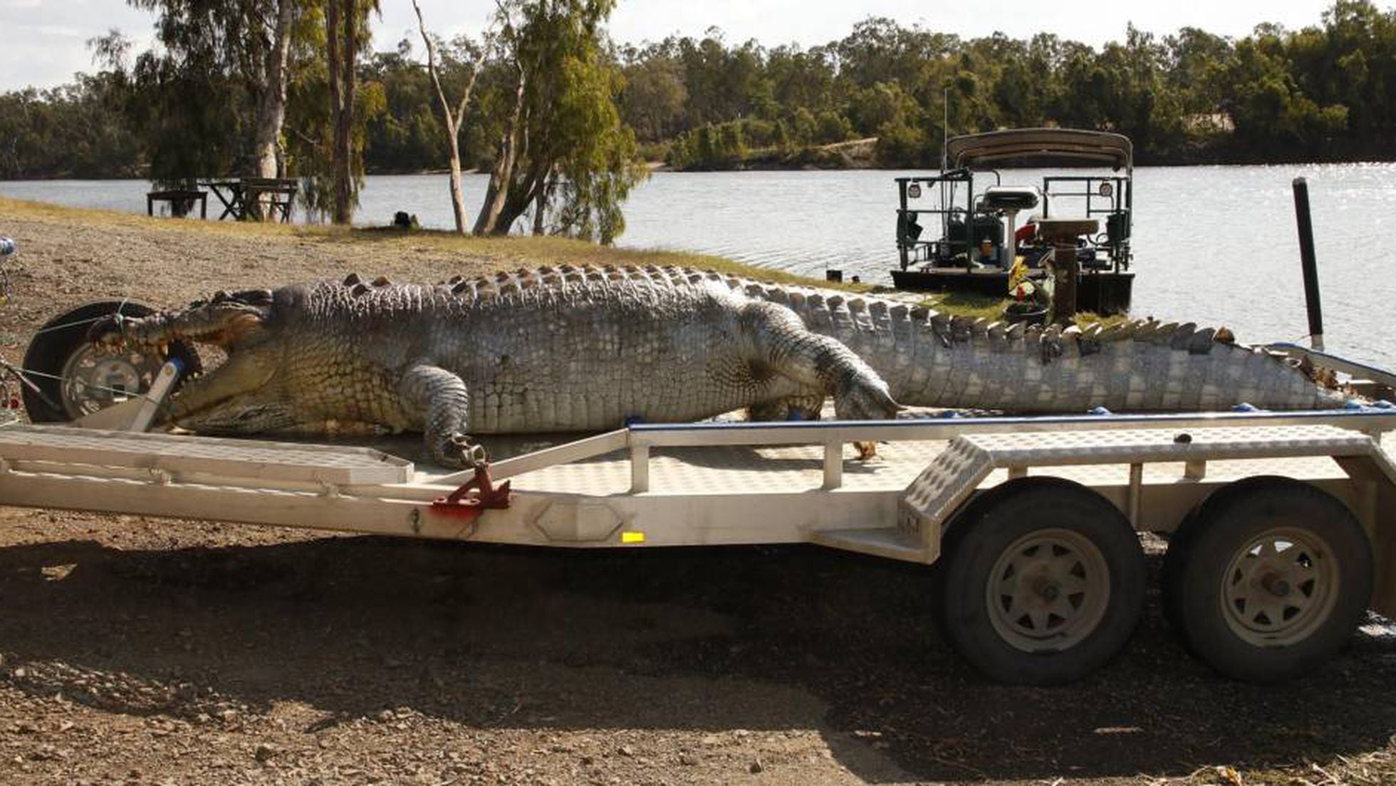 La muerte de un cocodrilo gigante abre la 'guerra sucesoria' en el Fitzroy  | Mundo animal | EL PAÍS