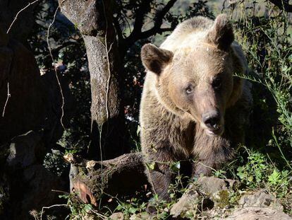 El cambio climático amenaza a la población de osos del cantábrico