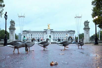 Un grupo de gansos frente al palacio de Buckingham, en Londres, el 10 de octubre de 2022.