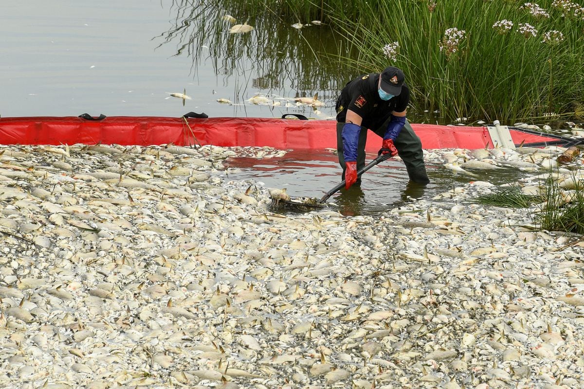 Tony martwych ryb pojawiają się w Odrze między Polską a Niemcami |  Klimat i środowisko
