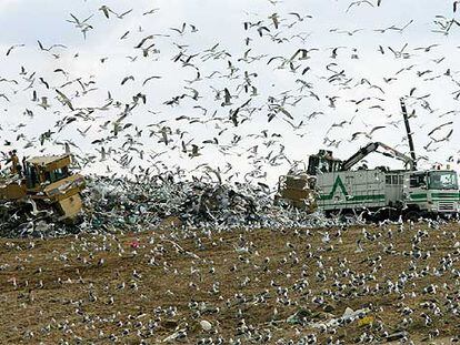 Una nube de aves en el vertedero