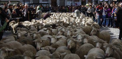 Un total de 1.550 ovejas merinas y 80 cabras han participado en el recorrido.