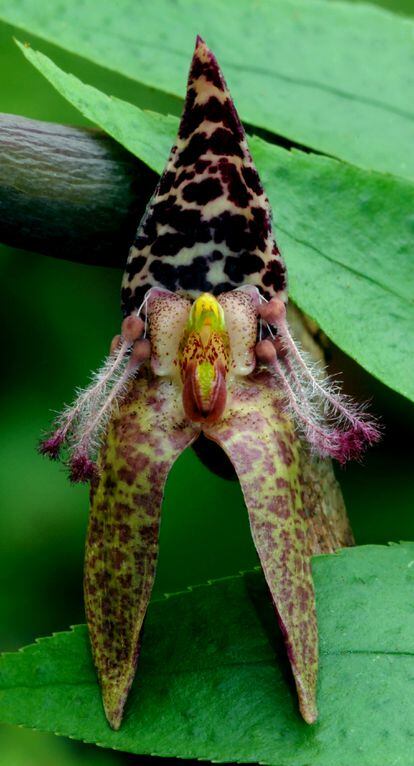 'Bulbophyllum tarantula'.