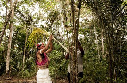 Mintare Baihua y Huani Ima sacan una mata de chambira, la cual será utilizada como materia prima para crear artesanías. En la provincia de Orellana (Ecuador), dentro de la Reserva de la Biósfera Yasuní, se encuentra Miwaguno. En esta comunidad existen plantaciones de cacao fino de aroma y de chambira. Estas dos plantas son la base de los proyectos impulsados por  mujeres wao. 