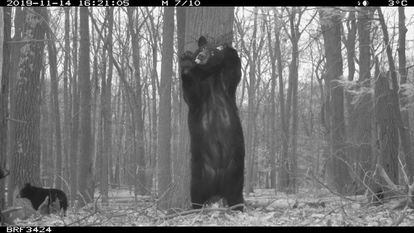 Un oso negro americano se frota la espalda con un árbol.