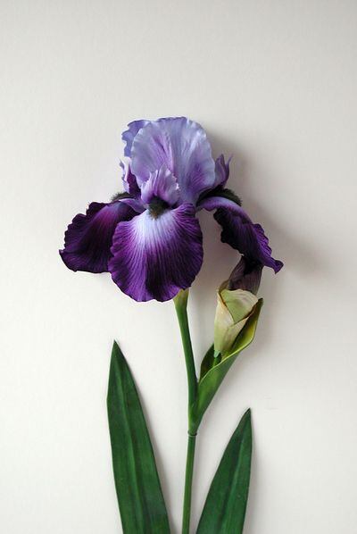 <i>Iris Flor</i>, de Alberto Baraya.