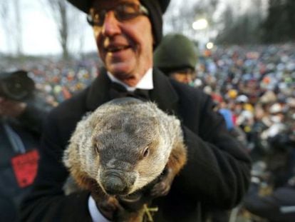 Phil, la famosa marmota que predice el tiempo en Pensilvania. 