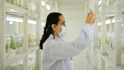 Una científica en el banco genético del Centro Internacional de Agricultura Tropical, en Palmira (Colombia).