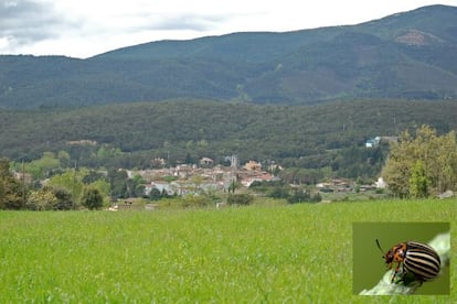 Maçanet de Cabrenys i un detall de l'escarabat de la patata.