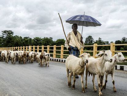 Cabras cruzando el río Tina Au, en Nepal, uno de los países más afectados por el cambio climático.