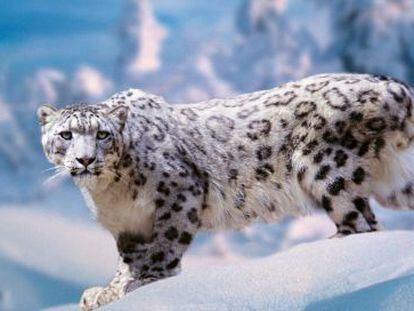 Un ejemplar de leopardo de las nieves.