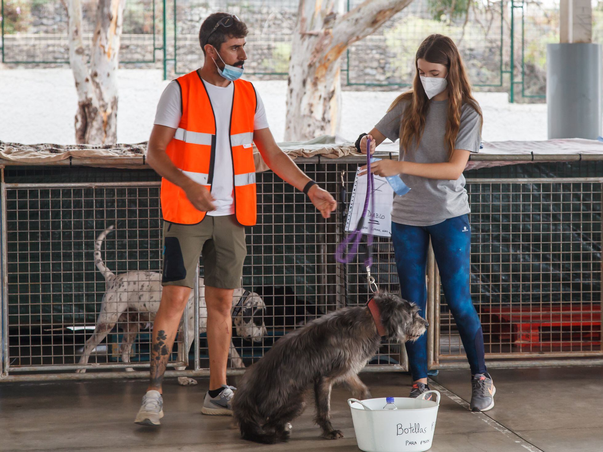 Ley de protección animal: el Gobierno quiere prohibir que se deje a un  perro sin supervisión más de 24 horas | Clima y Medio Ambiente | EL PAÍS