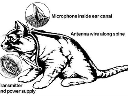 Diagrama del gato espía perfecto.