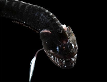 Ejemplar de 'Idiacanthus antrostomus', una de las especies que habitan entre los 200 y los 1.000 metros de profundidad en el Pacífico.