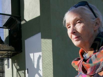 Jane Goodall, esta mañana, durante la inauguración del centro de primates de Villena.