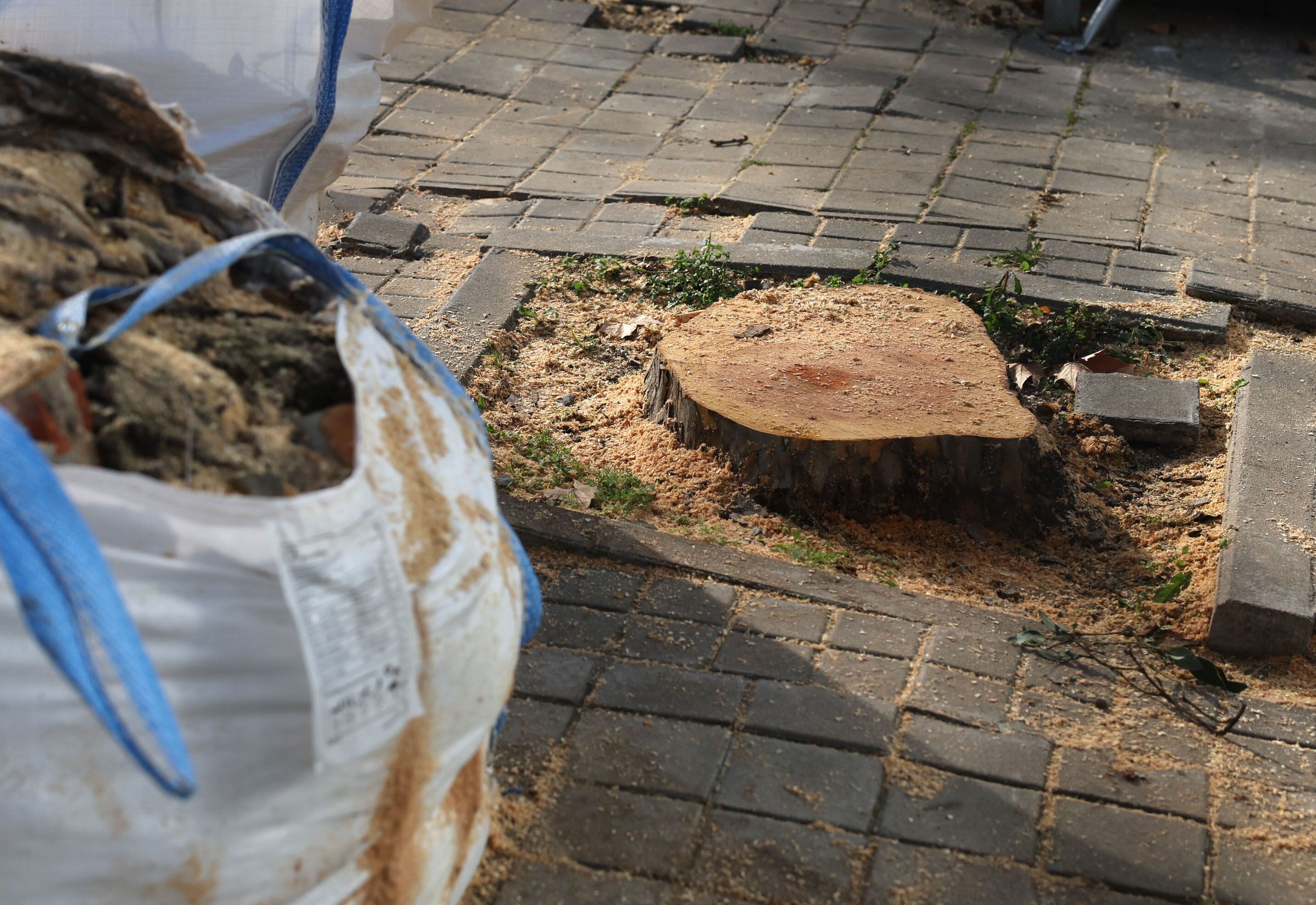Tala de árboles en los Jardines de Jimena Quirós en Madrid, por las obras de ampliación de la línea 11 de Metro.